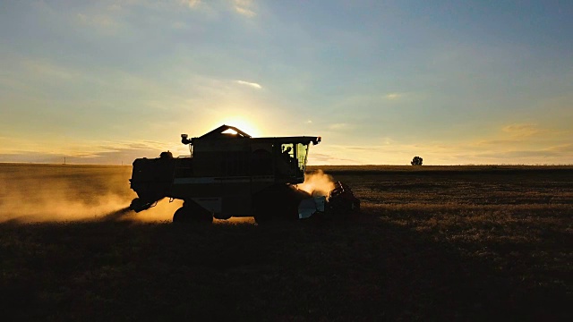 日落时背光的联合收割机。在金色的田野上收割小麦。视频素材