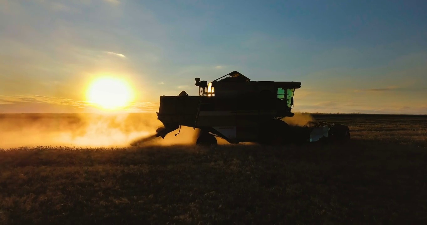 日落时背光下联合收割机的剪影。在田里收割小麦。视频素材