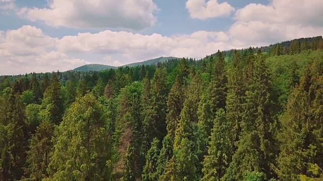 航拍山谷、山脉、松树、松针。镜头在树梢间来回穿梭视频素材
