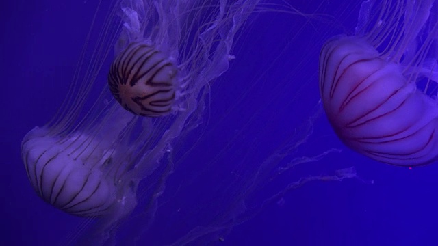 水母优雅的空间运动与光影效果的视觉交响乐，视频素材