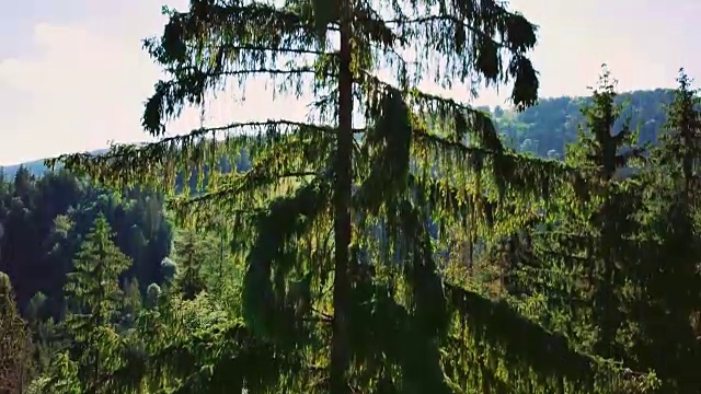 阳光下的一棵百年松树。山和天空背景上的云杉或松树。在她的近景上起飞。阳光给人新鲜感视频素材
