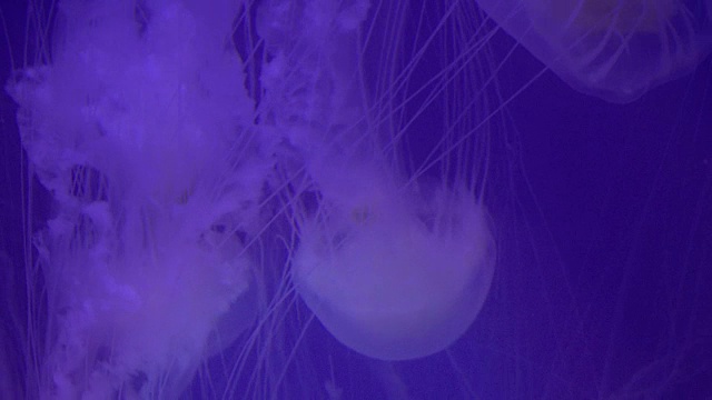 水母优雅的空间运动与光影效果的视觉交响乐，视频素材