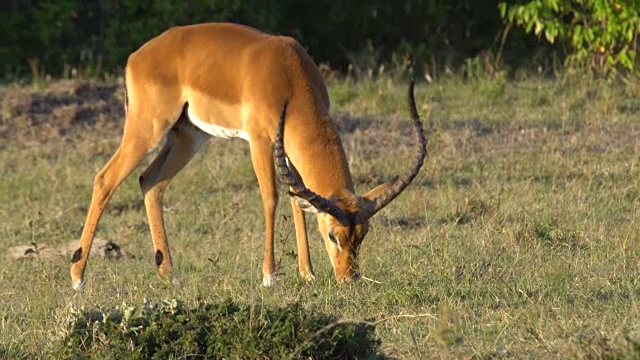黑斑羚(Aepyceros melampus)——一种在大草原上吃草的雄性视频下载