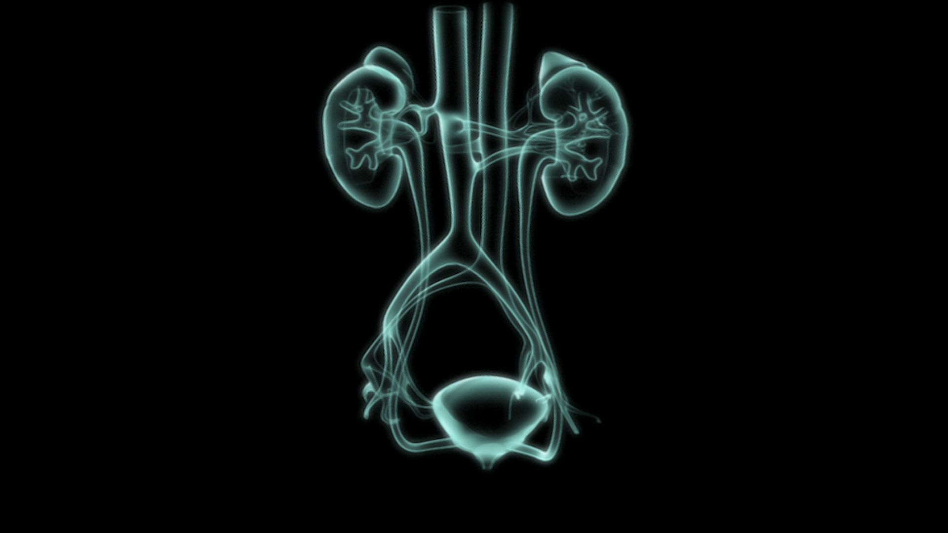 动画描绘了一个真实的泌尿系统的旋转，淡入x光视图，然后再返回。视频素材