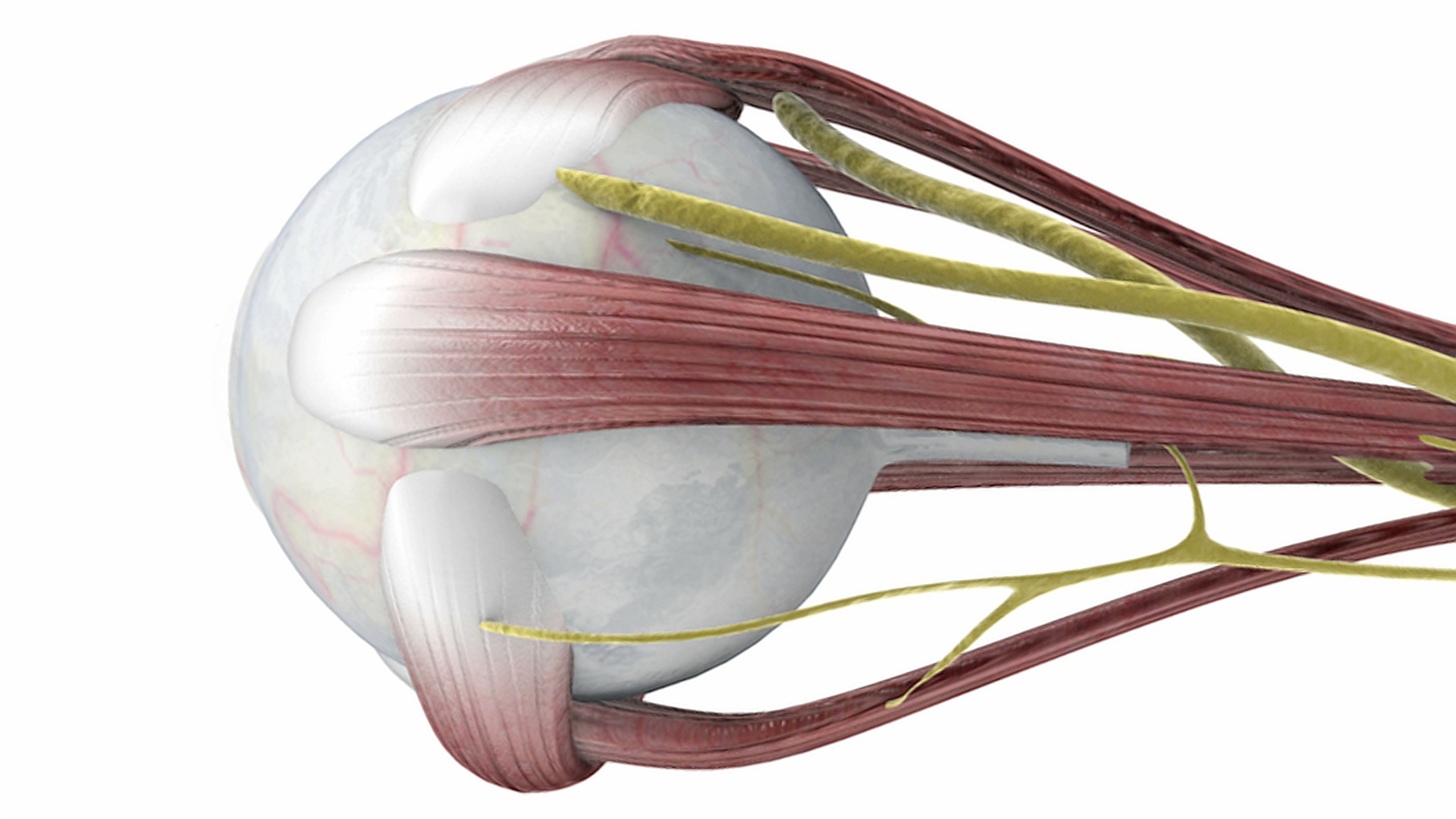 描绘眼睛外部旋转的动画，显示肌肉和神经。视频下载