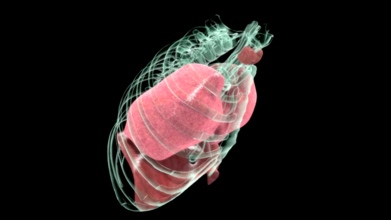 动画描绘了呼吸系统的旋转，横膈膜和甲状腺在一个x光胸廓。视频素材