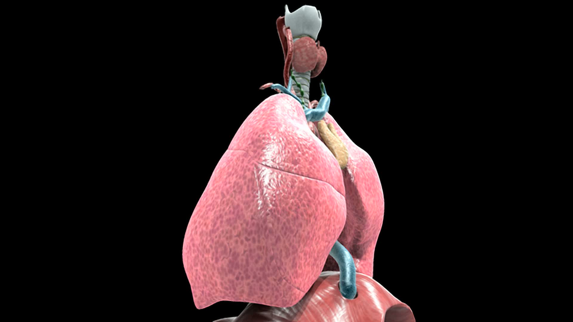 动画描绘旋转呼吸系统，然后通过气管和进入肺泡。视频下载