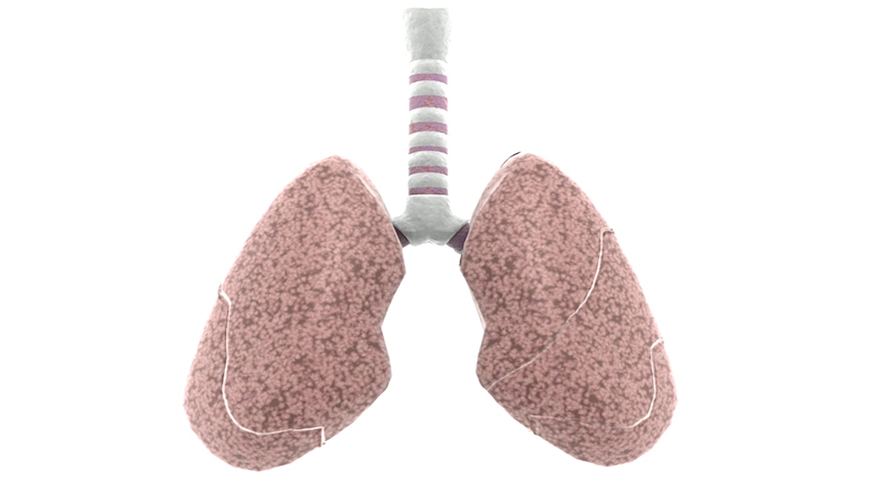 动画描绘的是肺的旋转，切除右肺以显示内部支气管。视频下载