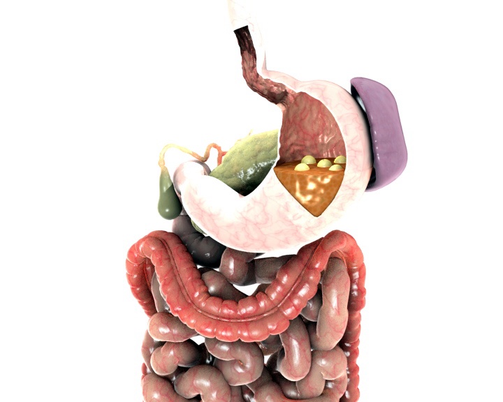 一个从左到右的平底锅，胃被剖开，显示食物进入胃，然后由于化学物质的消化而被分解。视频下载