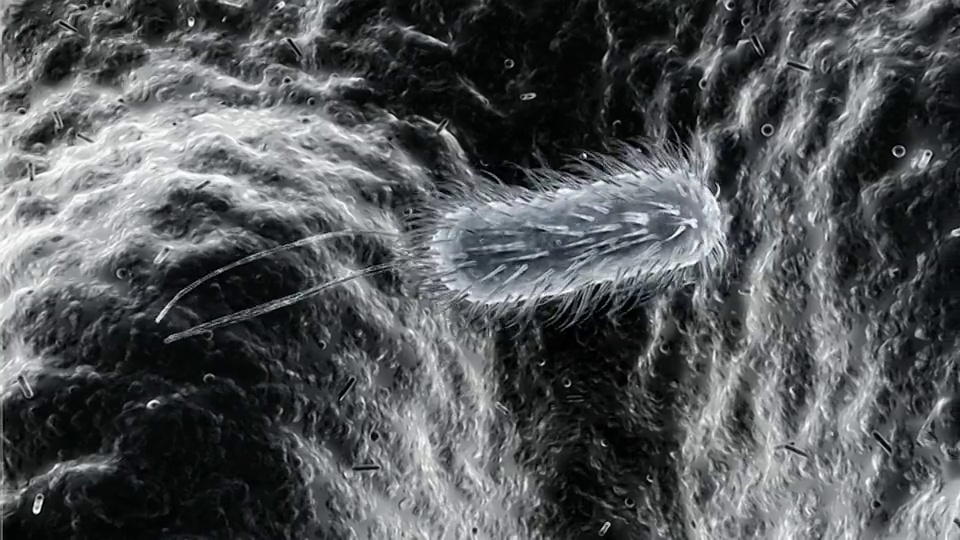 幽门螺杆菌的组成部分被突出和标记。然后显示细菌在黑色背景下游动。然后将游动的细菌引入视频素材