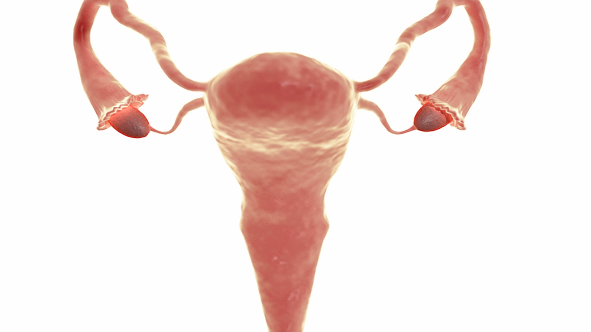 放大观察卵巢周围的子宫和输卵管。视频下载