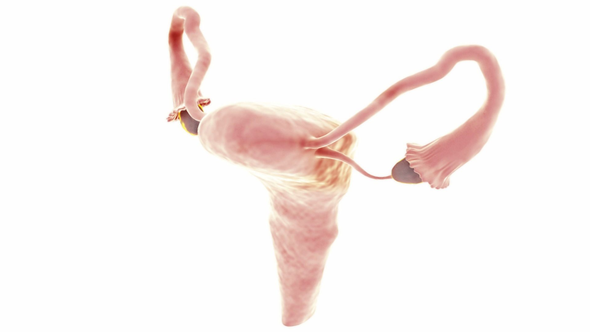 镜头聚焦在子宫、输卵管和卵巢的旋转模型上。视频素材