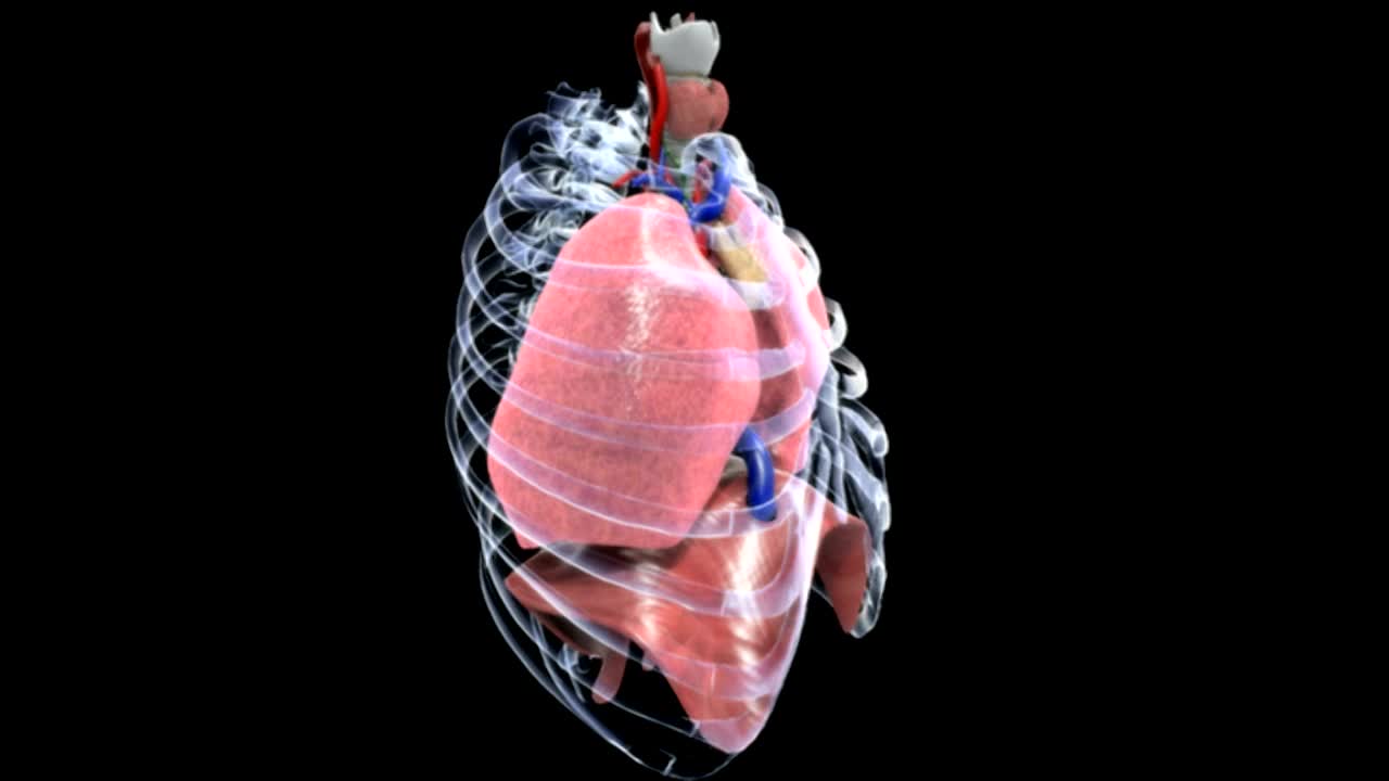 通过x线胸廓和胸椎切面可见呼吸系统逆时针方向的完全旋转。视频素材