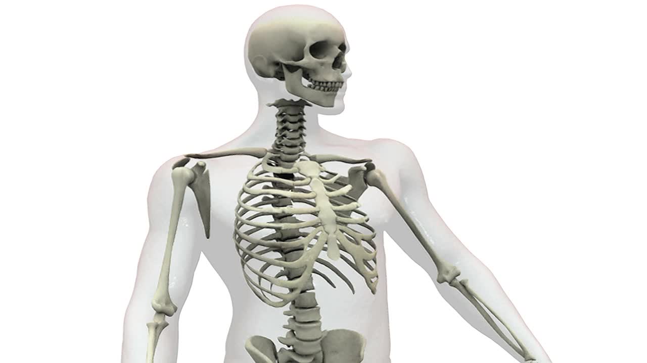 动画描绘了四分之一的身体骨骼系统的旋转，聚焦在上半身。视频下载