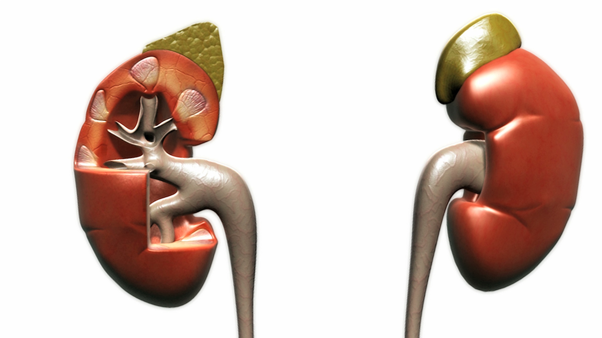摄像机从左到右，然后再回到肾脏和肾上腺的前方。切面显示右肾和肾上腺的内部结构。视频素材