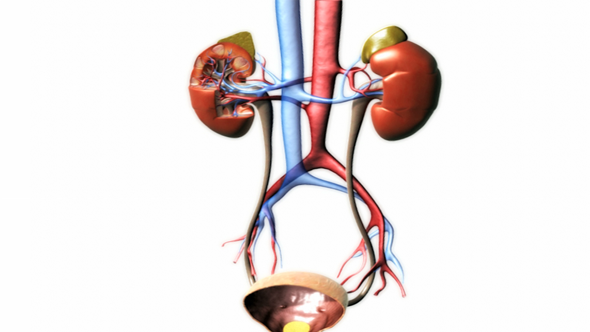 动画描绘了一个旋转的泌尿系统，与放大切片右肾。视频素材