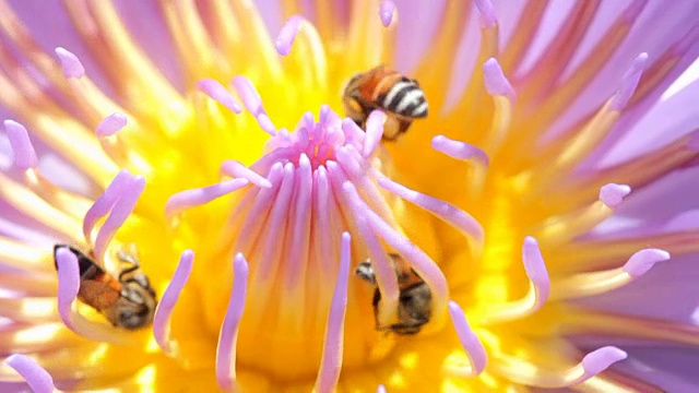 近距离观察莲花上的蜜蜂视频购买