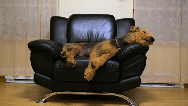 在椅子上睡觉的爱尔代尔梗犬视频下载