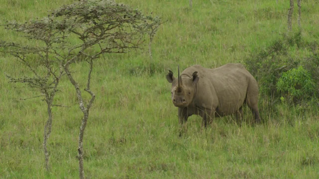 WS TS空中犀牛在草地上奔跑/肯尼亚视频下载