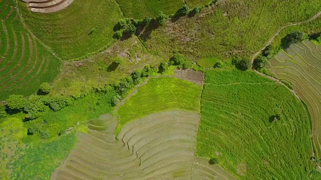 无人机拍摄的鸟瞰图，在泰国清迈Pa Pong Pieng山周围的稻田耕作，美丽的水稻梯田。视频素材