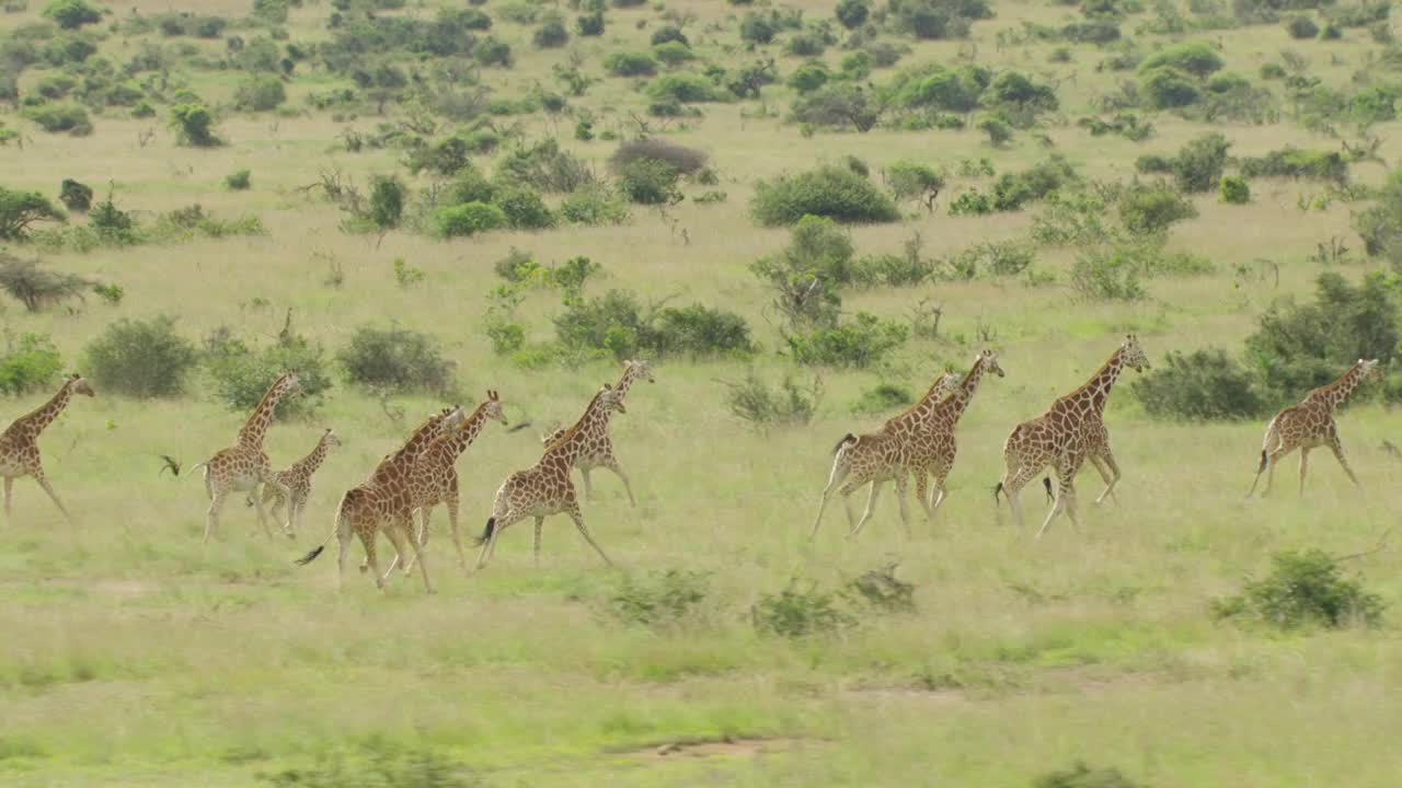WS空中TS长颈鹿奔跑在国家公园/肯尼亚视频下载