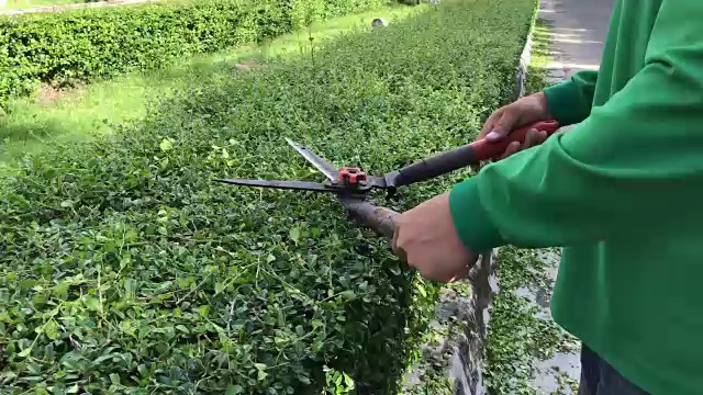 园丁的手修剪绿色矮树篱植物在花园里用修剪剪草剪刀视频素材