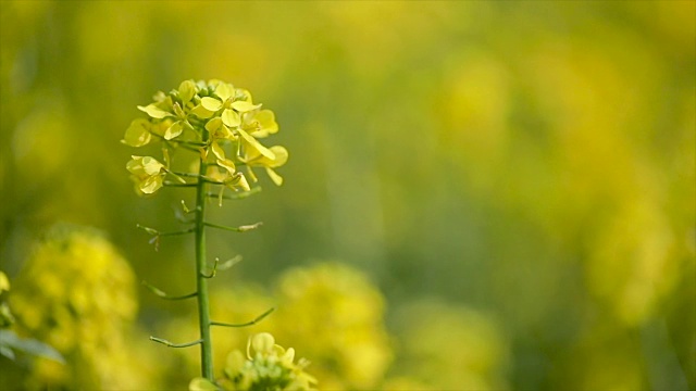 芥菜花。芥末â幸福健康的神秘之花。视频素材