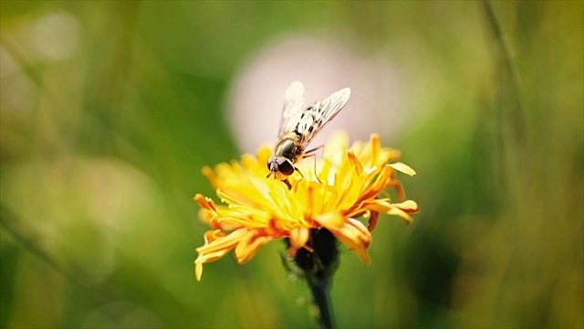 黄蜂采集花蜜的慢动作。视频素材