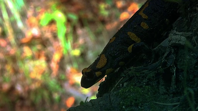 野生森林里的黄斑蝾螈视频素材