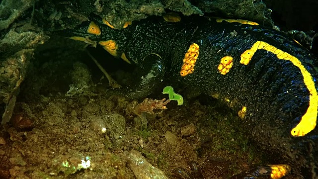 野生森林里的黄斑蝾螈视频素材