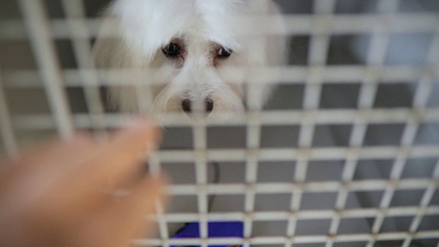 一只可怜的白狗在他的小金属笼子里视频下载