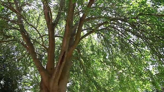 Alcácer做Sal植物树花视频素材