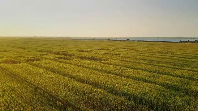 航拍日落时的玉米地视频素材