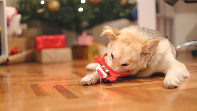 狗和圣诞礼物视频素材