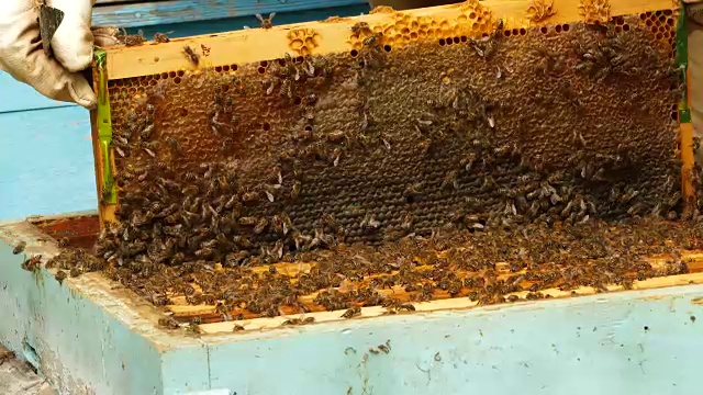4K养蜂人工作与蜜蜂和蜂箱在蜂房视频素材