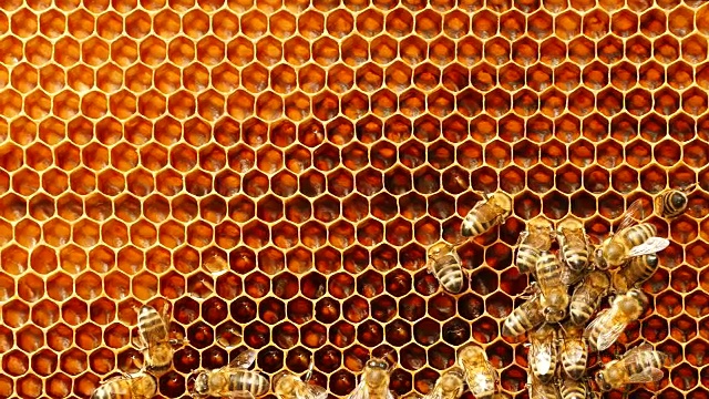 4K近距离观察蜜蜂在蜂房的蜂巢视频下载