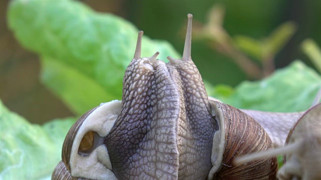 蜗牛情侣相爱的4K视频视频素材