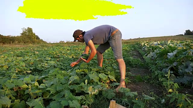 年轻的男性农民在有机生态农场采摘黄瓜视频素材