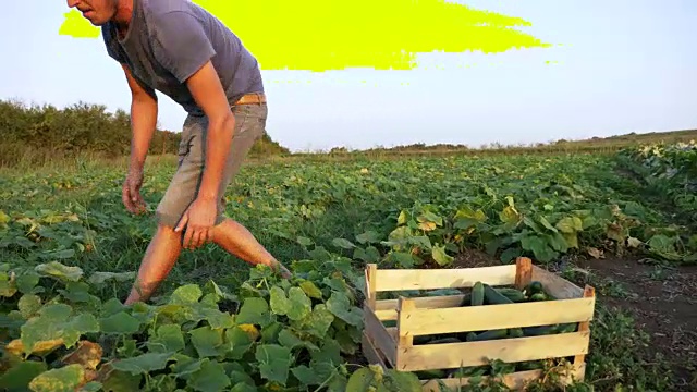 年轻的男性农民在有机生态农场采摘黄瓜视频素材