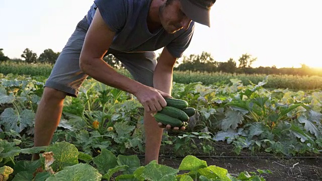 年轻的男性农民在有机生态农场采摘黄瓜视频下载
