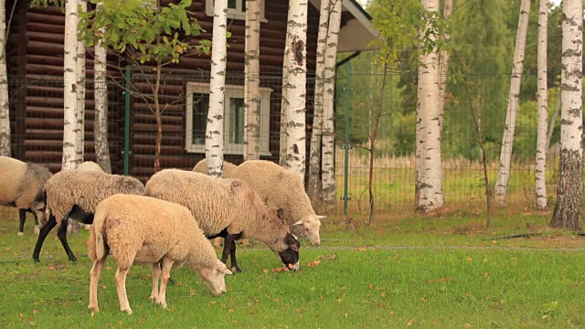 美丽的绵羊在绿色的草地上吃草。视频下载