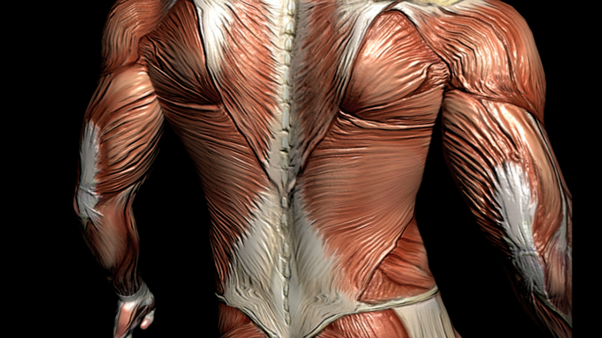 描绘男性肌肉系统的动画。镜头向上移动，在身体周围旋转，显示各种肌肉的细节，然后缩小，显示完整的肌肉系统。视频素材