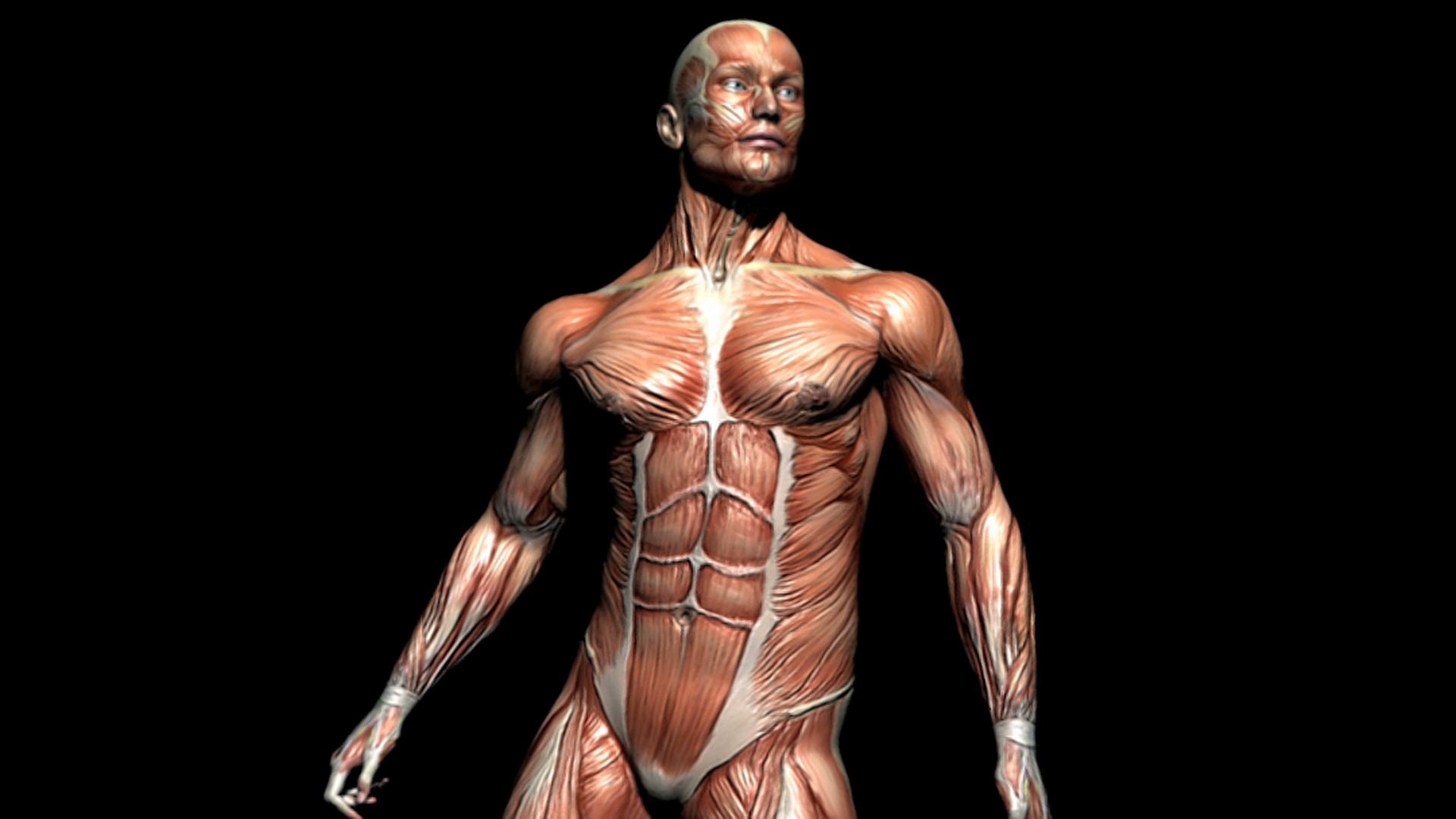 描绘男性肌肉系统旋转的动画。然后镜头将胸部放大，更详细地展示上半身的肌肉群。视频下载