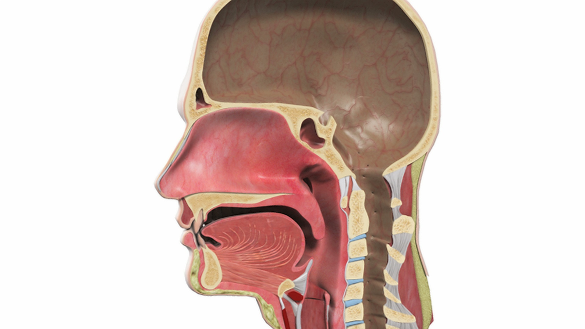 动画描绘的头部，当它旋转，切片，显示内部中间部分的咽和鼻咽。视频下载
