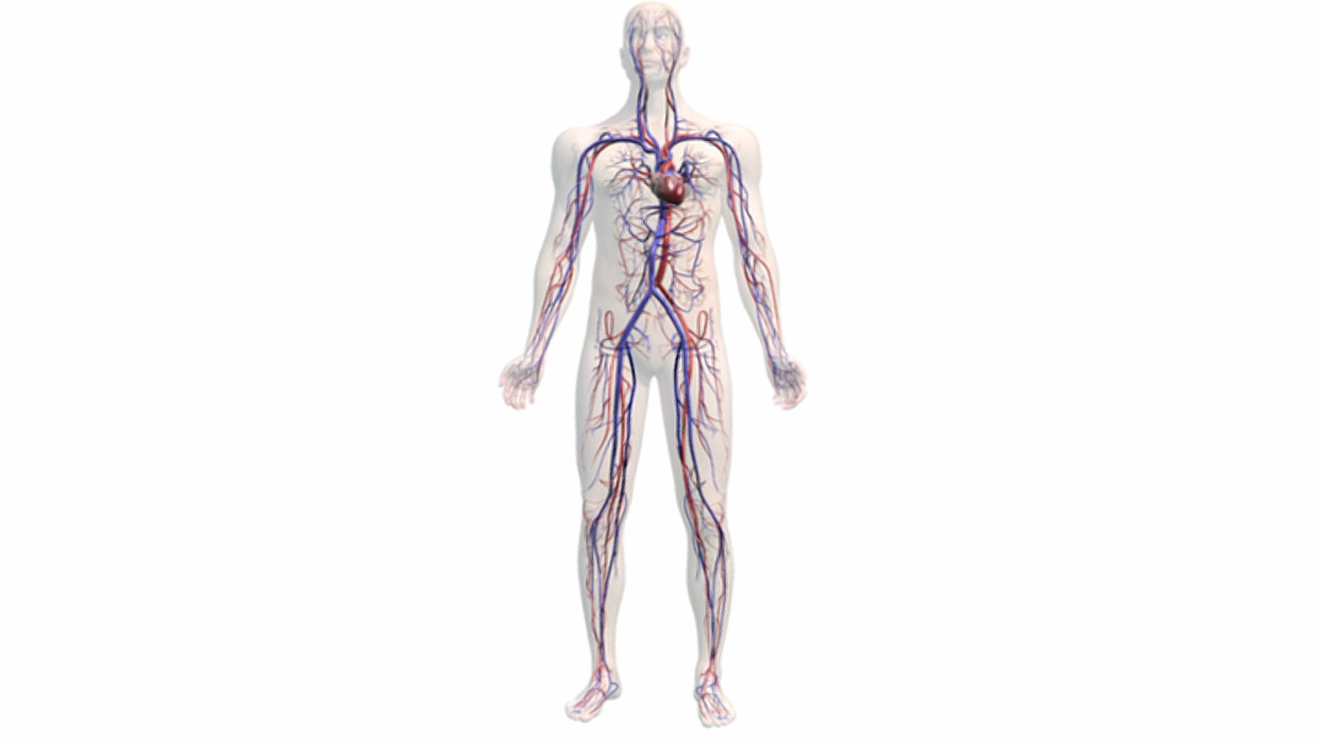 动画描绘了在半透明的人体内围绕心血管系统旋转。这颗心在整个动画中都在跳动。视频下载