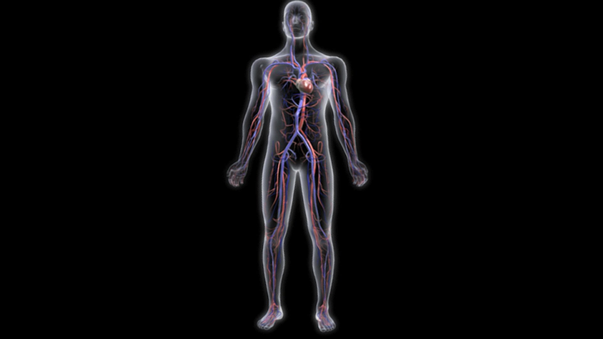 动画描绘了在x射线风格的人体内围绕心血管系统的旋转。这颗心在整个动画中都在跳动。视频素材