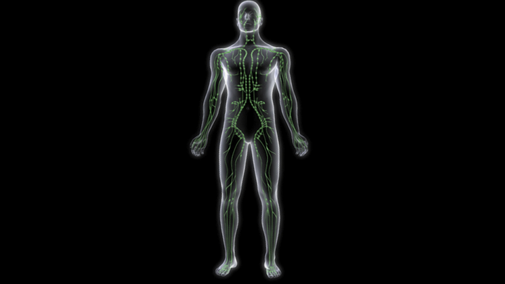 动画描绘的旋转淋巴系统在一个x射线风格的人体。视频素材
