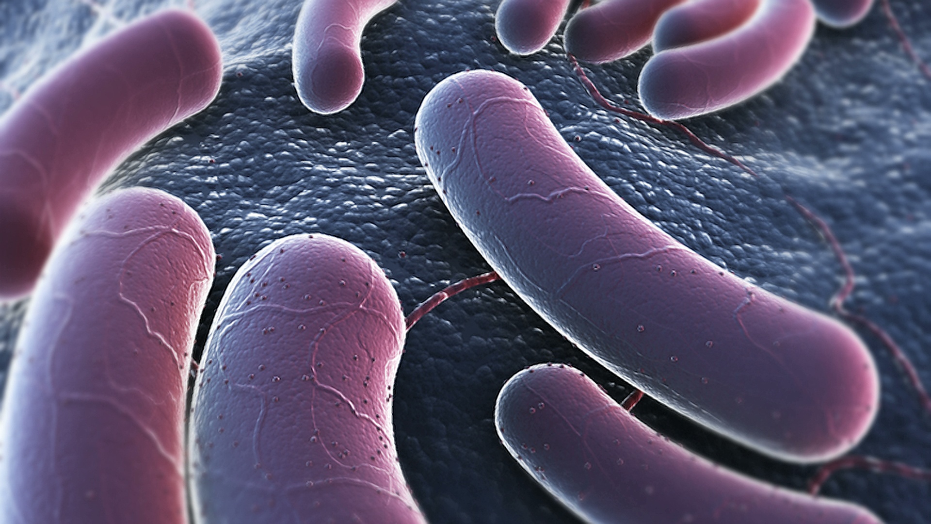 在显微镜下描绘大肠杆菌的动画。相机在旋转的同时变焦，并靠近细菌。视频素材