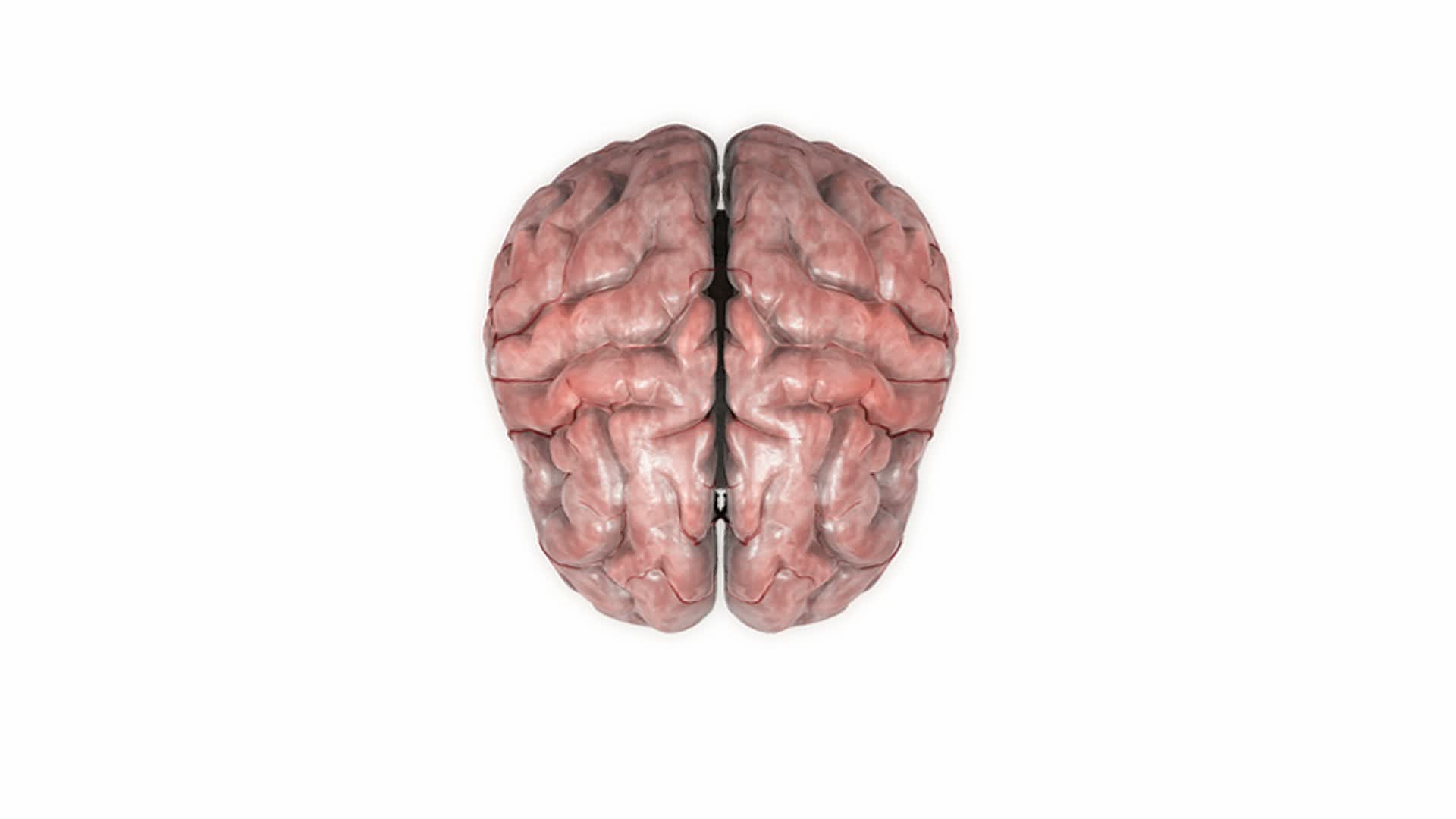 描绘大脑解剖的动画。摄像机从一个升高的位置开始全面旋转，然后放大到大脑的左脑叶，显示出大脑内部视频下载