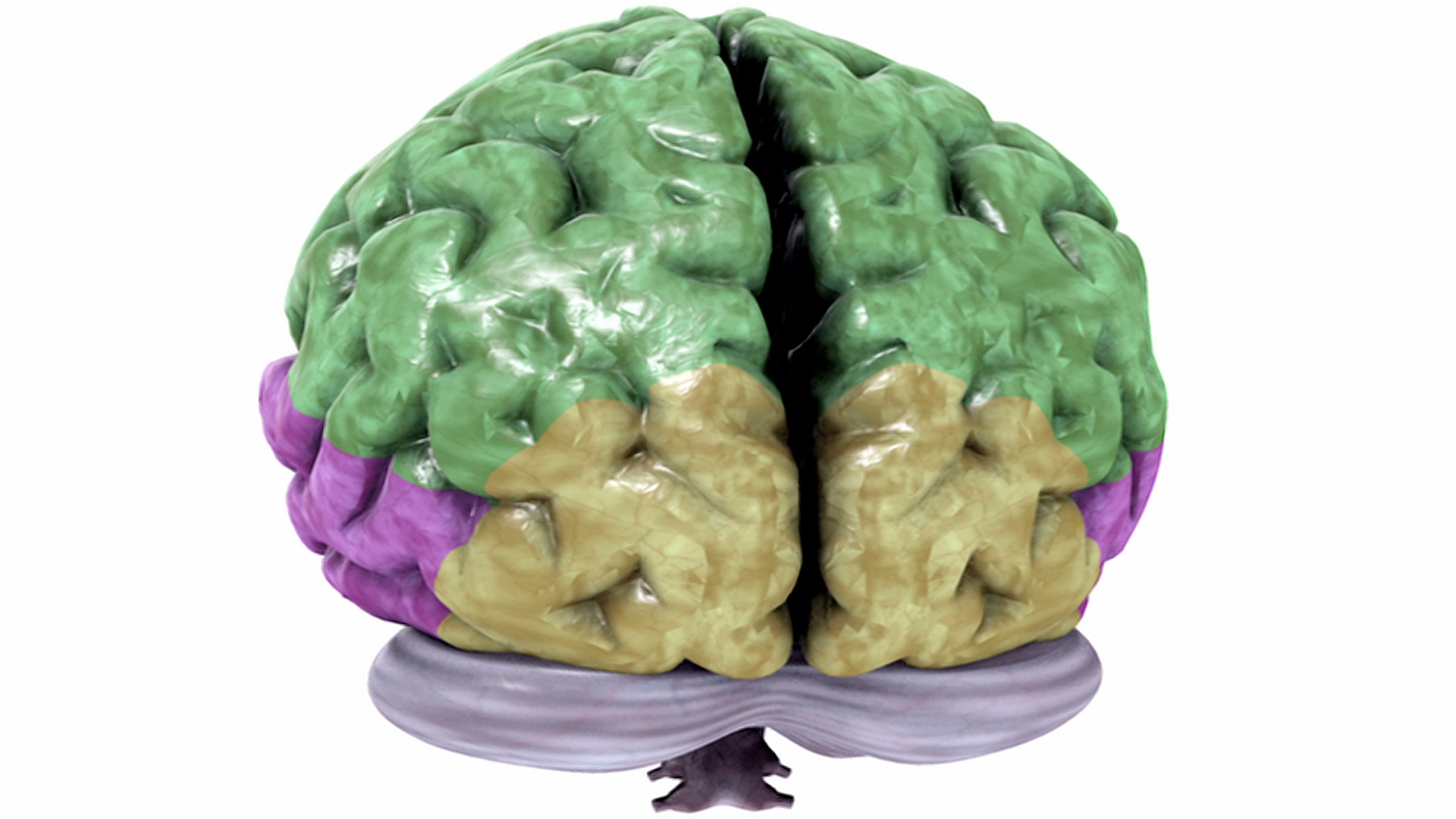 动画描绘了一个完整的大脑旋转，不同的脑叶用颜色表示。视频下载